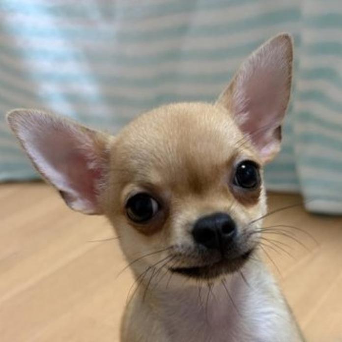チワワ(スムース)(1689)の子犬情報