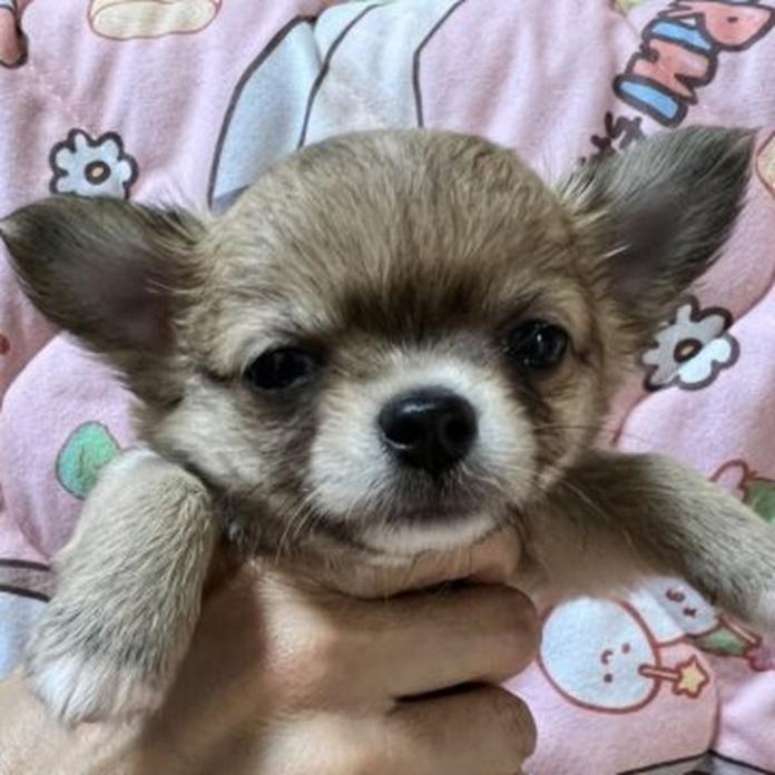 チワワ(ロング)(千葉県・男の子・2026/06/08・レッド)の子犬情報! | 加納 大ブリーダー(1690)