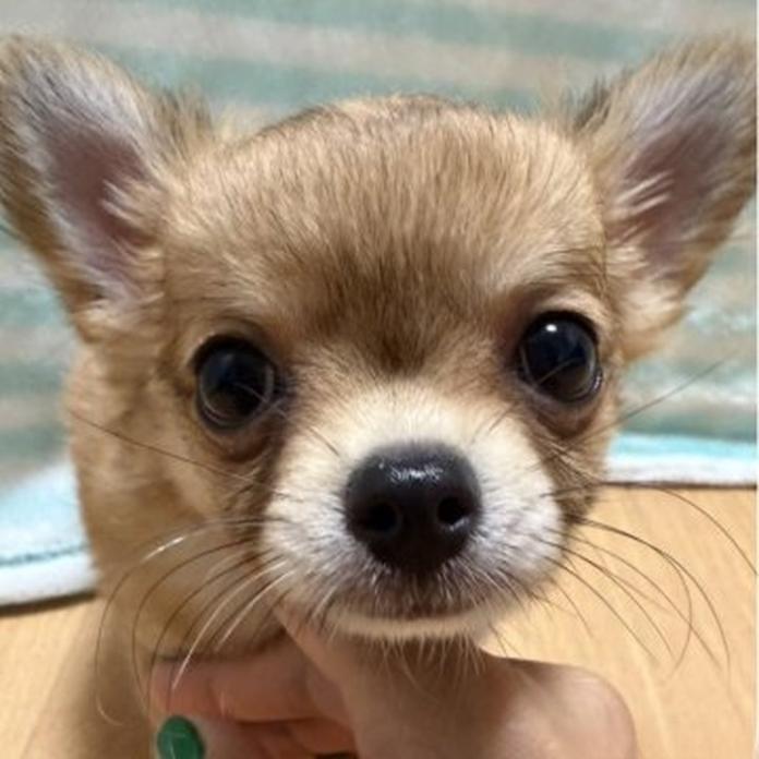 チワワ(ロング)(千葉県・男の子・2026/06/08・レッド)の子犬情報! | 加納 大ブリーダー(1690)