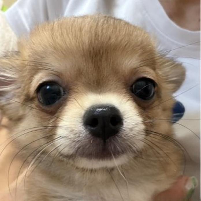 チワワ(ロング)(1690)の子犬情報