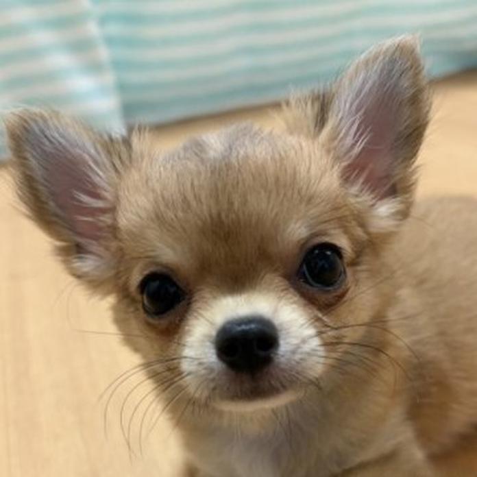 チワワ(ロング)(1690)の子犬情報