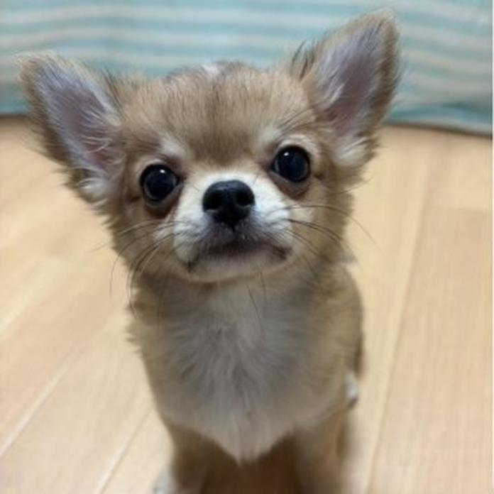 チワワ(ロング)(千葉県・男の子・2026/06/08・レッド)の子犬情報! | 加納 大ブリーダー(1690)