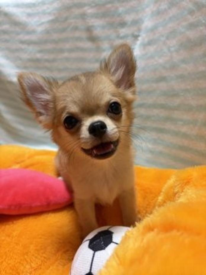 チワワ(ロング)(千葉県・男の子・2026/06/08・レッド)の子犬情報! | 加納 大ブリーダー(1690)
