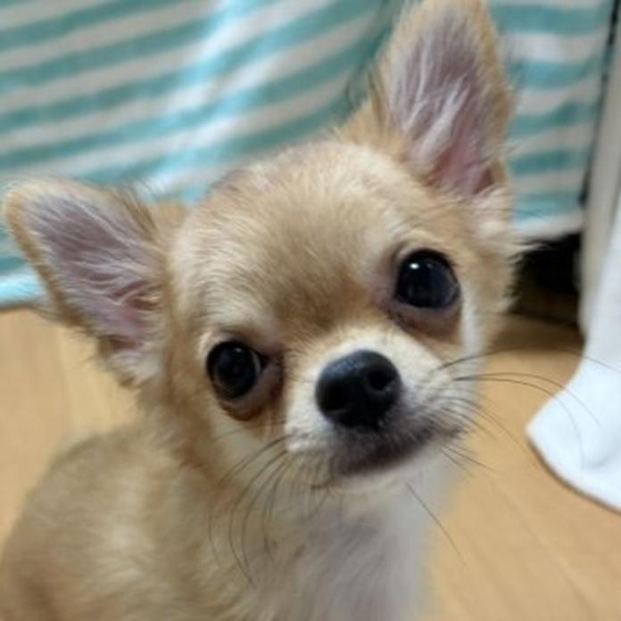 チワワ(ロング)(1690)の子犬情報
