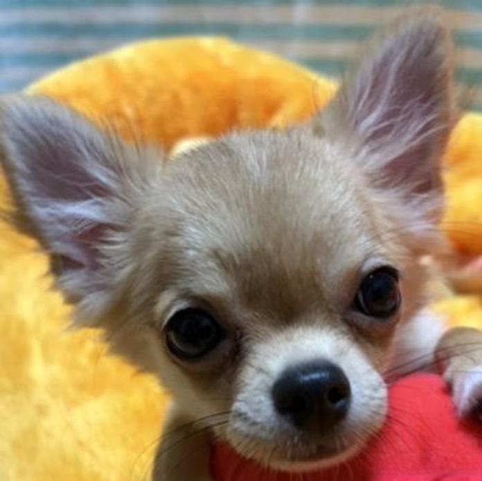 チワワ(ロング)(1690)の子犬情報
