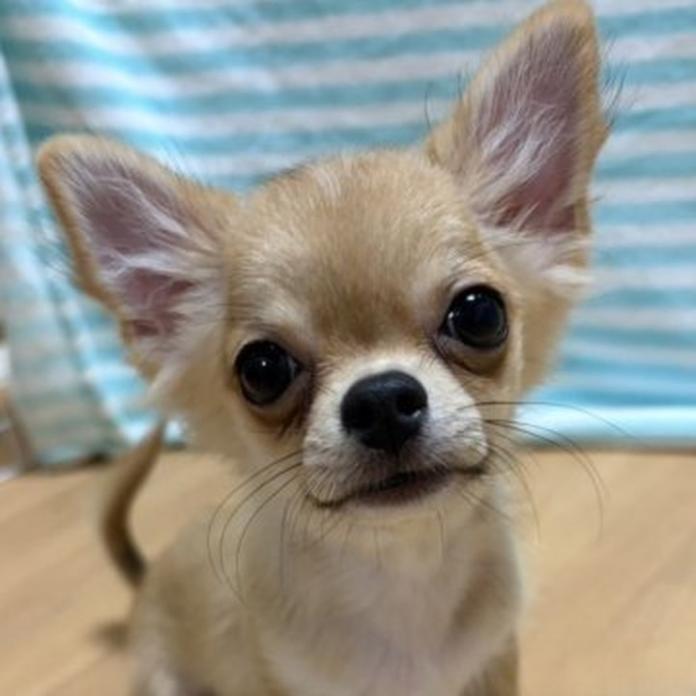 チワワ(ロング)(1690)の子犬情報