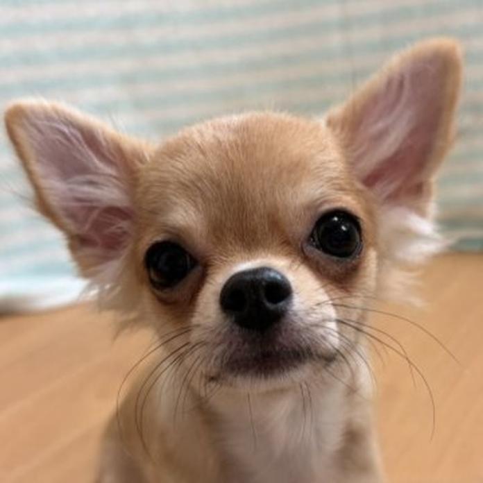 チワワ(ロング)(1690)の子犬情報