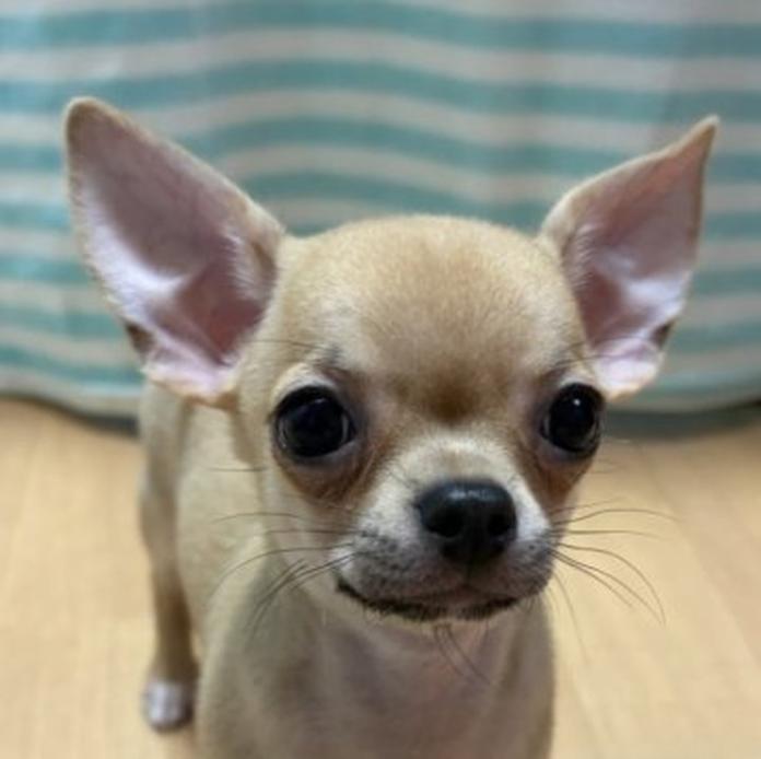 チワワ(スムース)(千葉県・男の子・2026/07/30・フォーン)の子犬情報! | 加納 大ブリーダー(1957)