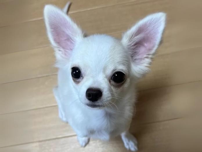 犬のプロフィール画像