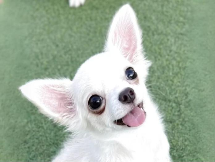 犬のプロフィール画像