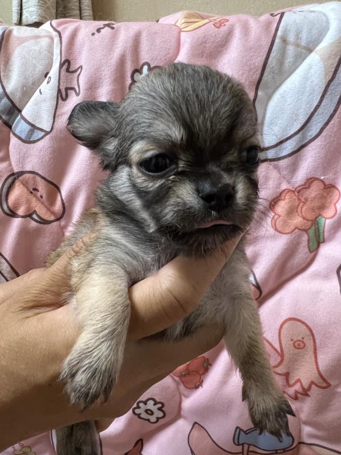 犬のプロフィール画像