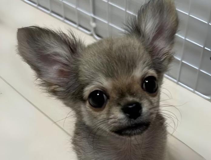 犬のプロフィール画像