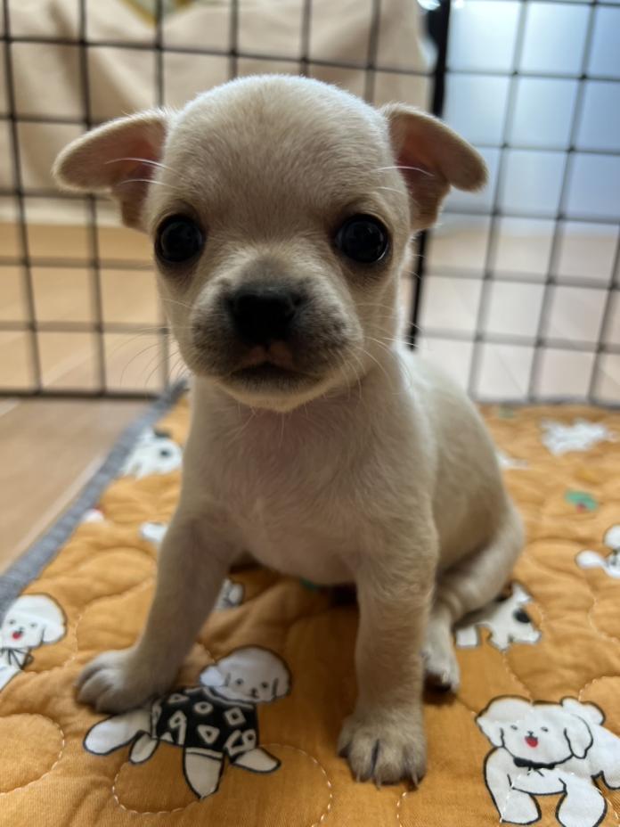 犬のプロフィール画像