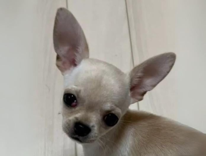 犬のプロフィール画像