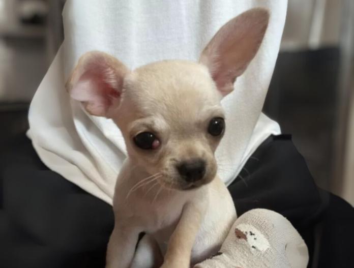 犬のプロフィール画像
