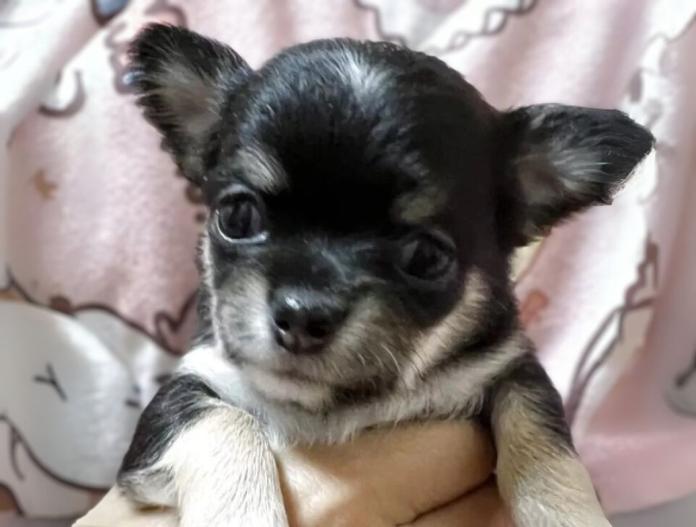 犬のプロフィール画像
