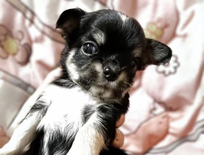 犬のプロフィール画像