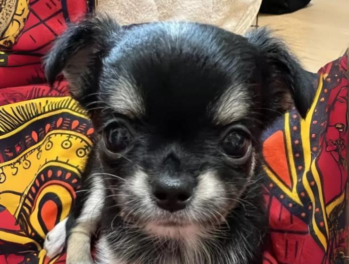 犬のプロフィール画像