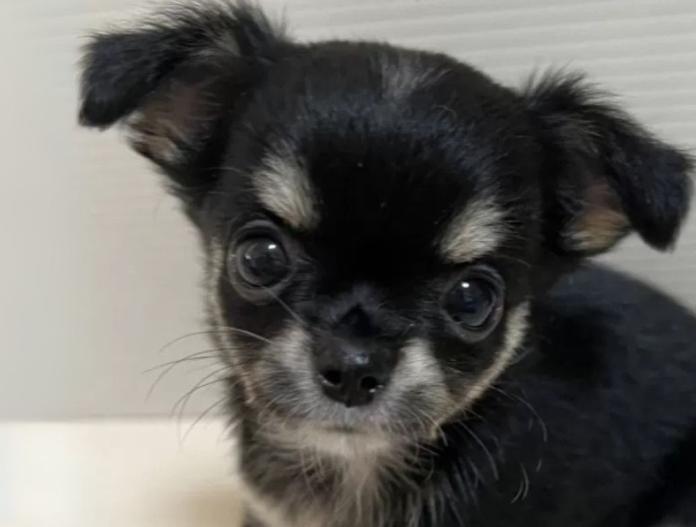 犬のプロフィール画像