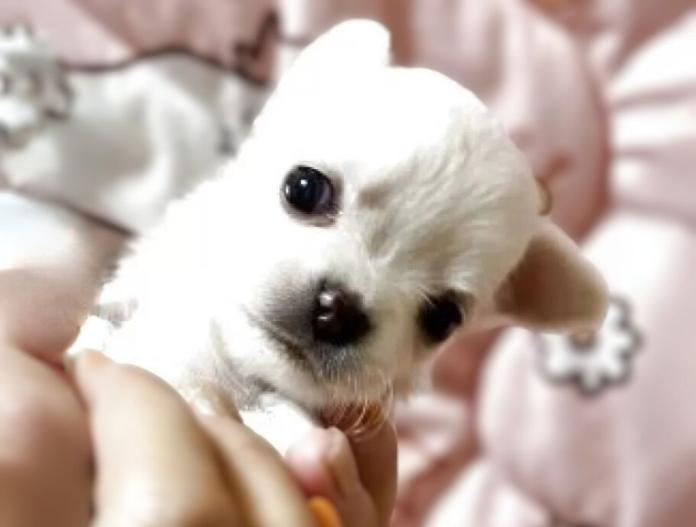 犬のプロフィール画像