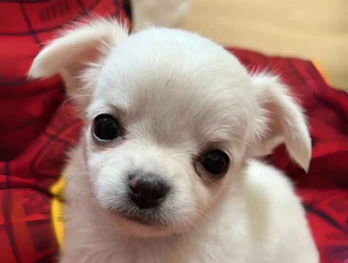 犬のプロフィール画像