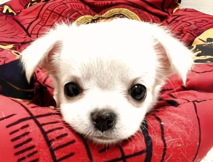 犬のプロフィール画像