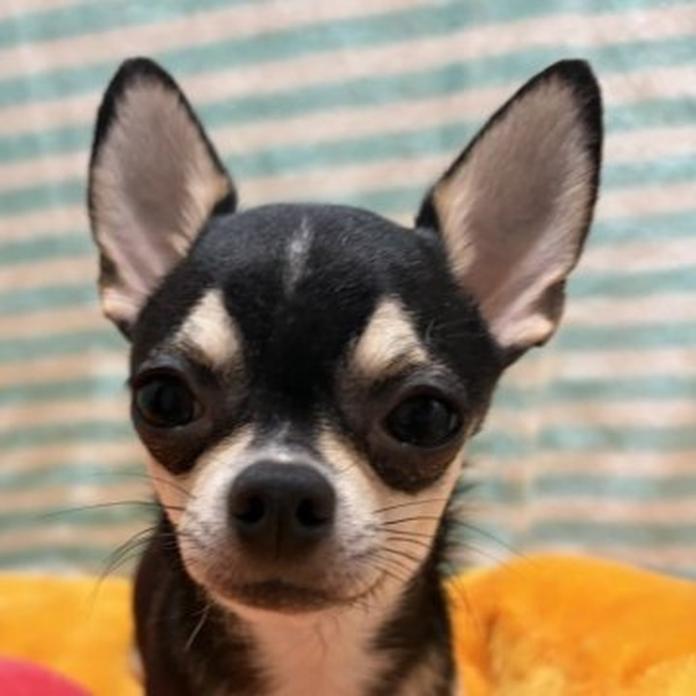 チワワ(スムース)(千葉県・男の子・2025/08/01・ブラックタンホワイト)の子犬情報! | 加納 大ブリーダー(604)