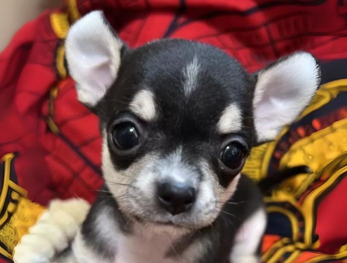 犬のプロフィール画像