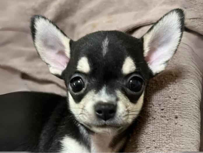 犬のプロフィール画像