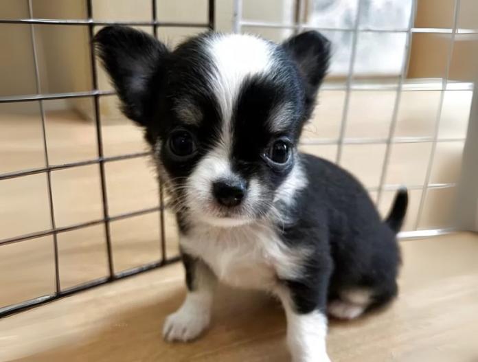 犬のプロフィール画像