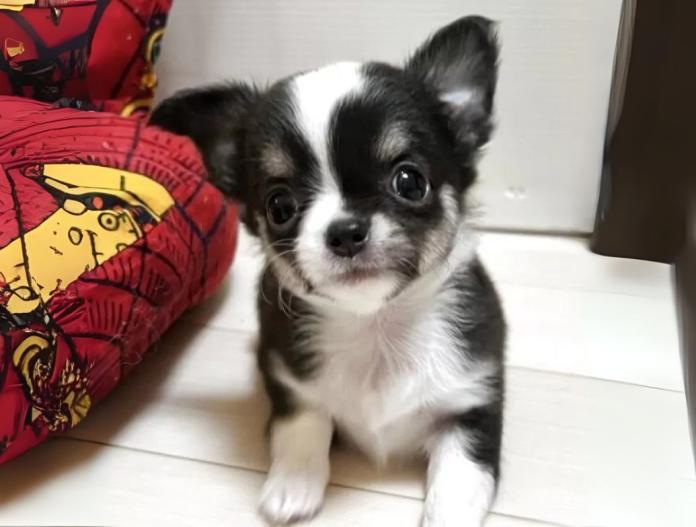 犬のプロフィール画像
