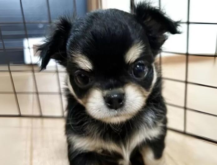 犬のプロフィール画像