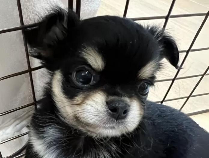 犬のプロフィール画像