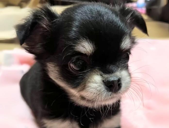 犬のプロフィール画像