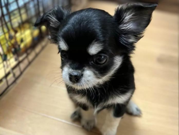 犬のプロフィール画像