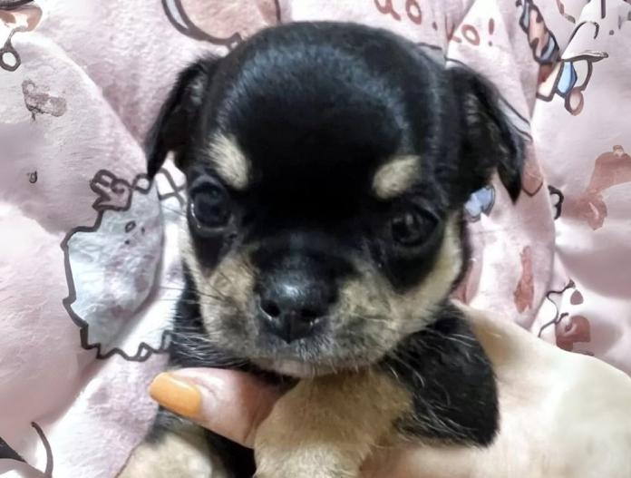 犬のプロフィール画像