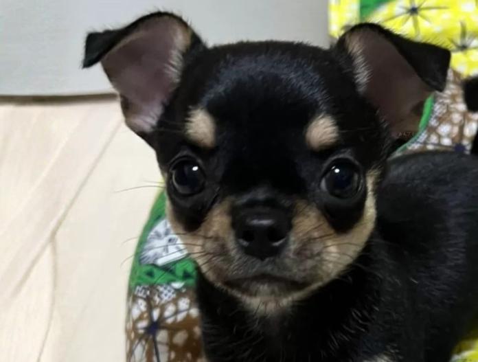 犬のプロフィール画像