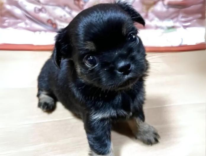 犬のプロフィール画像