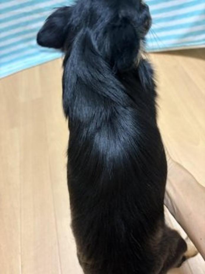 チワワ(ロング)(千葉県・女の子・2025/08/30・ブラックタンホワイト)の子犬情報! | 加納 大ブリーダー(679)