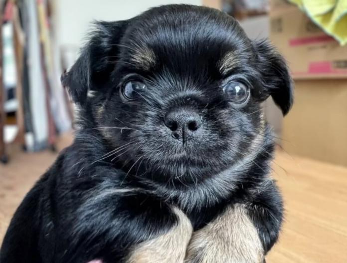 犬のプロフィール画像