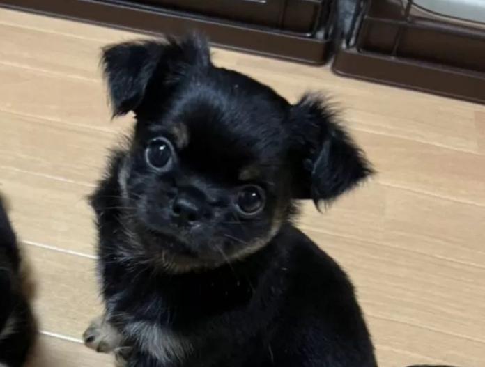 犬のプロフィール画像