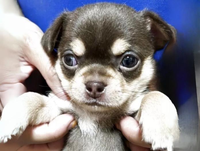 犬のプロフィール画像