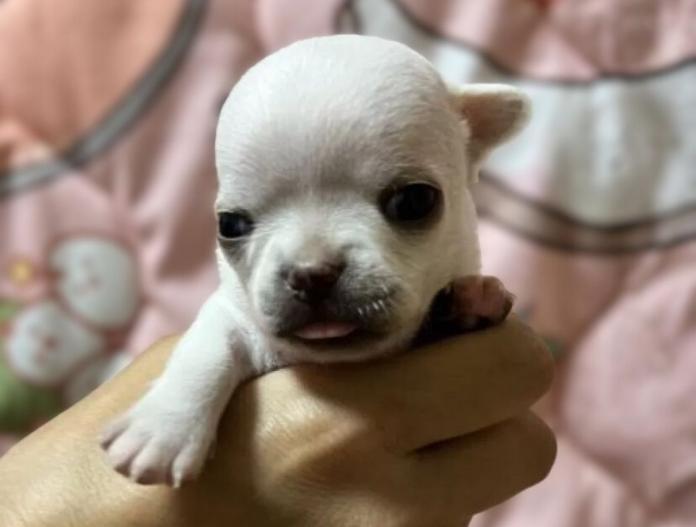 チワワ(スムース)(千葉県・男の子・2025/11/01・クリームオンスポッテットホワイト)の子犬情報! | 加納 大ブリーダー(832)