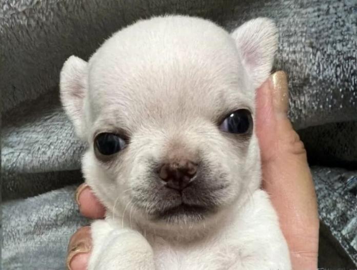 チワワ(スムース)(千葉県・男の子・2025/11/01・クリームオンスポッテットホワイト)の子犬情報! | 加納 大ブリーダー(832)