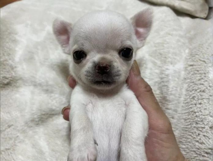 チワワ(スムース)(千葉県・男の子・2025/11/01・クリームオンスポッテットホワイト)の子犬情報! | 加納 大ブリーダー(832)