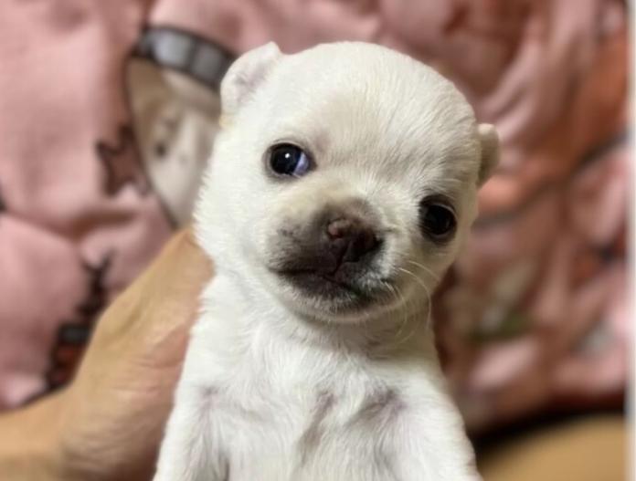 チワワ(スムース)(千葉県・女の子・2025/11/01・クリームオンスポッテットホワイト)の子犬情報! | 加納 大ブリーダー(833)