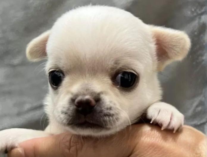 チワワ(スムース)(千葉県・女の子・2025/11/01・クリームオンスポッテットホワイト)の子犬情報! | 加納 大ブリーダー(833)