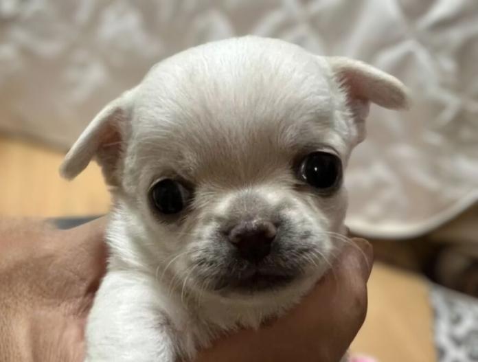 チワワ(スムース)(千葉県・女の子・2025/11/01・クリームオンスポッテットホワイト)の子犬情報! | 加納 大ブリーダー(833)