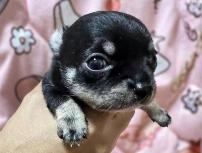 チワワ(スムース)(千葉県・男の子・2025/11/03・ブラックタンホワイト)の子犬情報! | 加納 大ブリーダー(834)