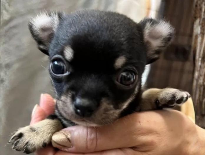 チワワ(スムース)(千葉県・男の子・2025/11/03・ブラックタンホワイト)の子犬情報! | 加納 大ブリーダー(834)